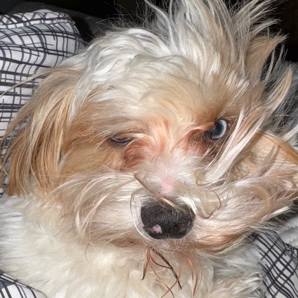 Meet your Posher, Melissa - Picture 2 of 3